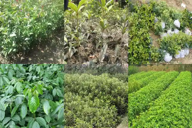 家里可不可以栽桂花树1681958496924