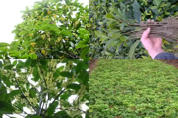 家里可不可以栽桂花树1681958496972