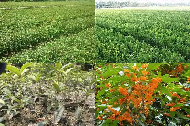桂花树能种在家里吗?1681958628451