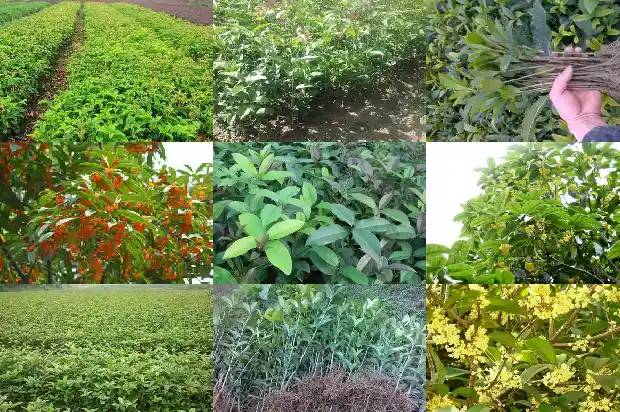 桂花树能种在家里吗?1681958628498