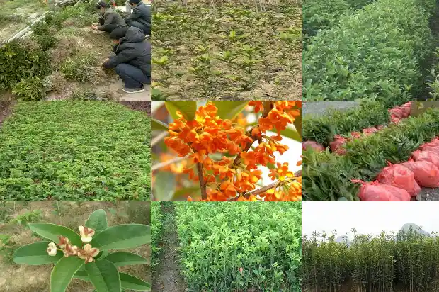 桂花树用什么样的盆栽最好看1681958724517
