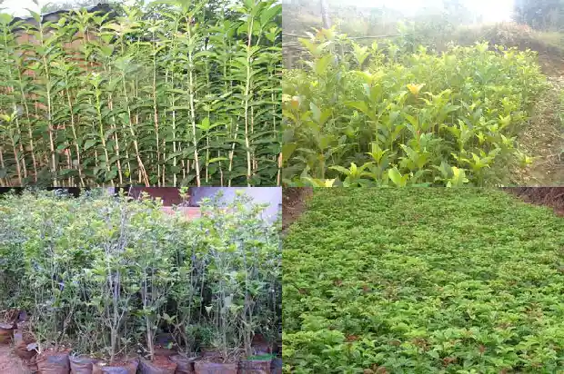 桂花的作用功效瑰花的瑰花的功效1689208439197
