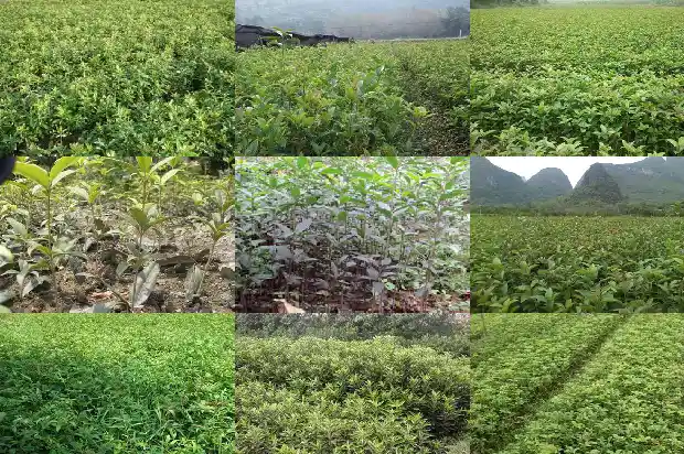 四季桂花树好养吗怎么养1681958780207