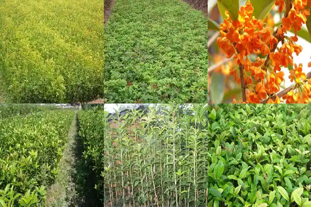 四季桂花树种植1681958807727