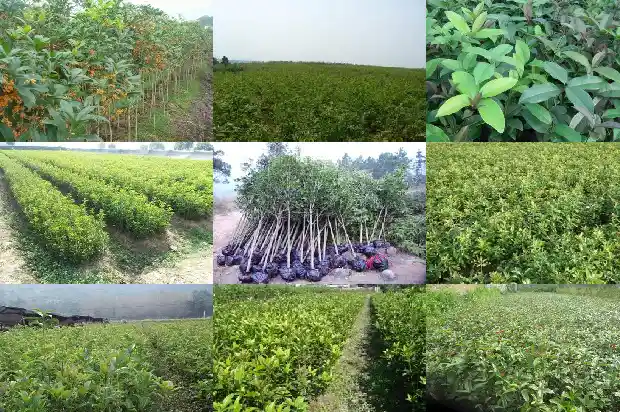 四季桂花树种植1681958807775
