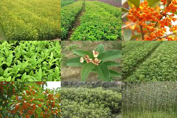 四季桂花树种植1681958807823