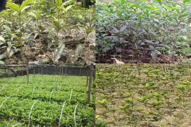 如何养植桂花树1681958832951