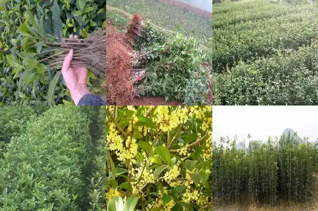 如何养植桂花树1681958833045