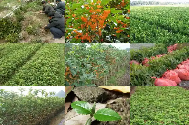盆栽四季桂花怎么栽植好1681958896918