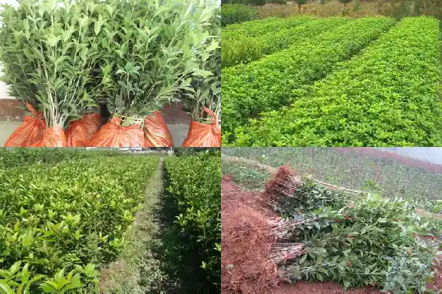 盆栽四季桂花怎么栽植好1681958896966
