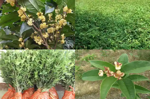 蒲公英茶和桂花的功效与作用1689381484464