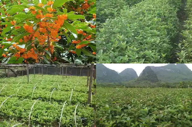 新种桂花树怎么养才长得好1681958987388