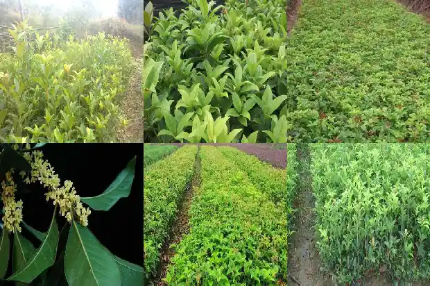 桂花的风水学应用1690676656926