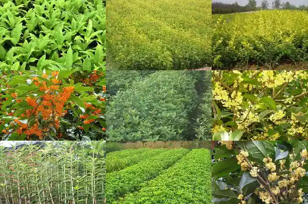 在家门前种桂花树好不好1690677194861