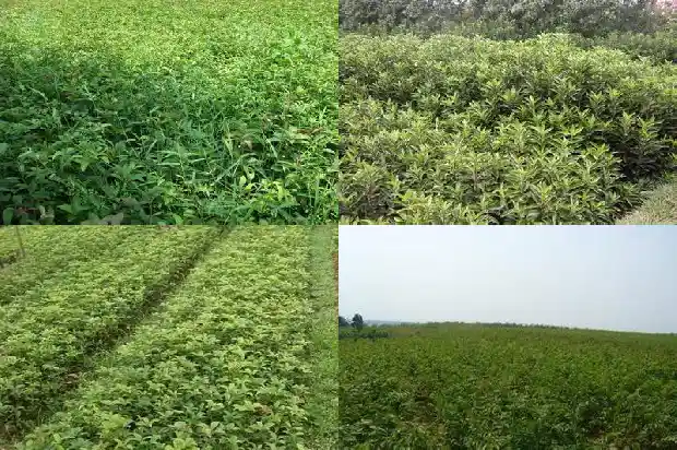 广东桂花树每年什么时候开花1681959148097