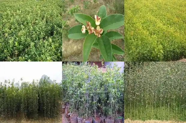 桂花树的售价是多少元1689899438430