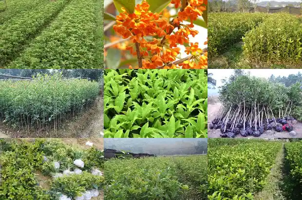 广西桂花树产地1690418532001