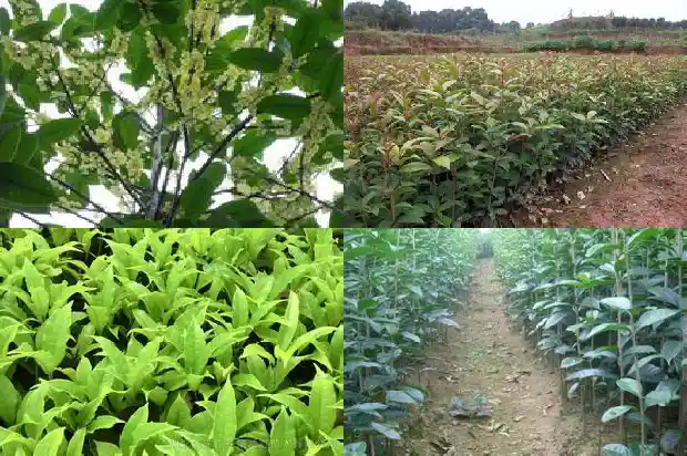 屋前能种桂花树吗对风水好吗1681959365718