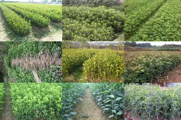 屋前能种桂花树吗对风水好吗1681959365764