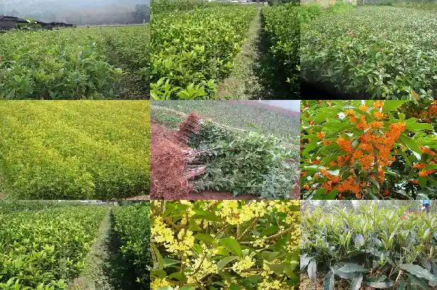 屋前能种桂花树吗对风水好吗1681959365812