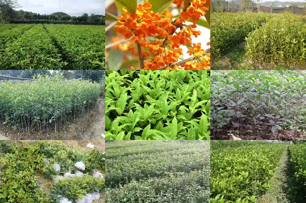屋前能种桂花树吗对风水好吗1681959365860