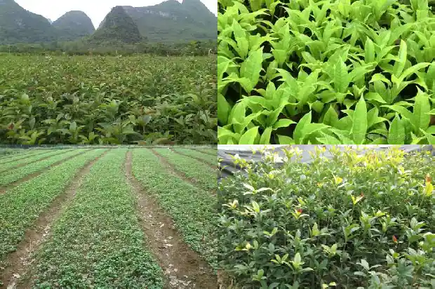 桂花树能栽在家里面吗风水怎么样1681959393793