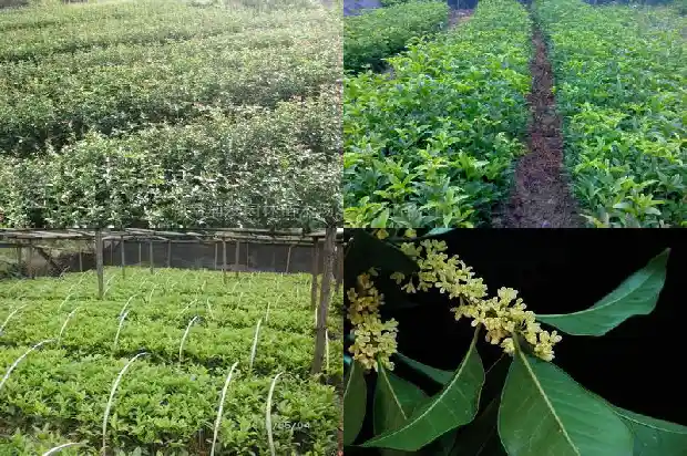 家里能栽桂花树吗?1681959423645