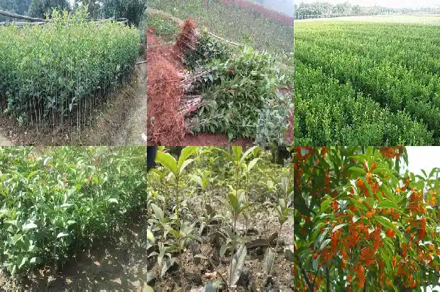 桂花树的前景怎么样1690591423145