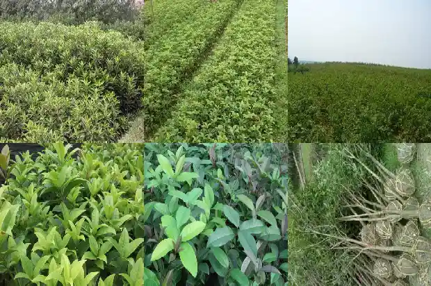 可以在家里种桂花树吗1681959515563