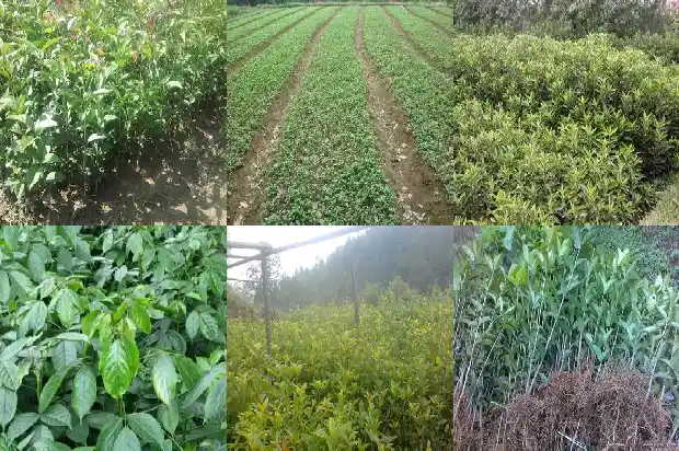 桂花树可以种在家里面吗风水好吗1681959581125
