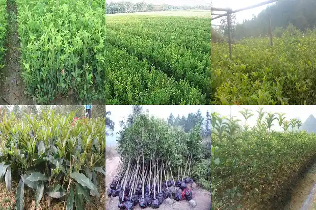 桂花树可以种在家里面吗风水好吗1681959581172