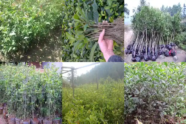 桂花树几天能成活一次1690849490473