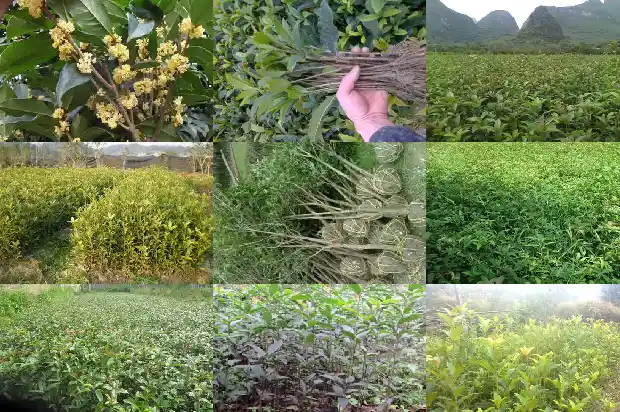 桂花树家里能不能种1681959611407