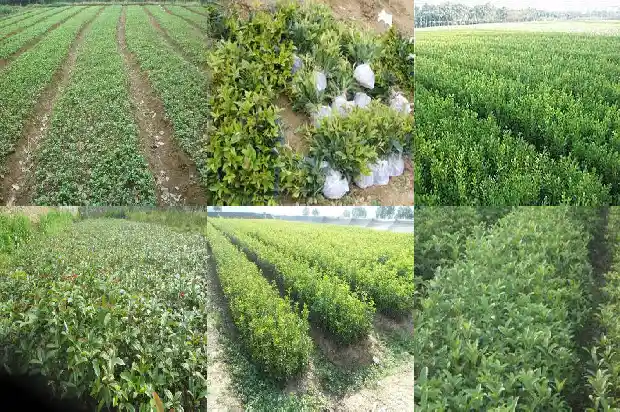 桂花茶叶可以吃吗1689576462079