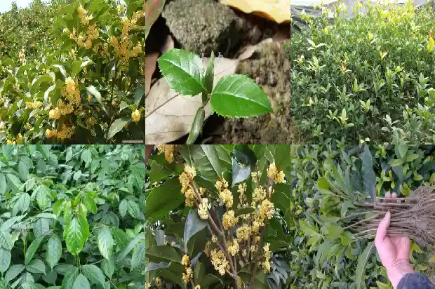 桂花树能种在家里吗北方1681959699296