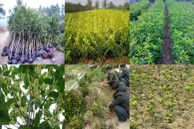 桂花树能栽在家院里面吗风水1681959727130