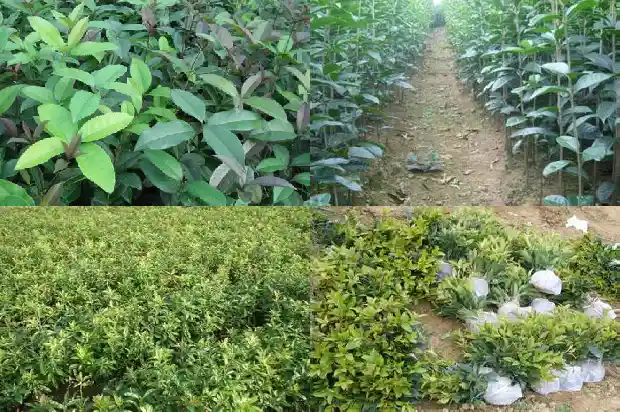 嫁接桂花如何修剪1681959759022