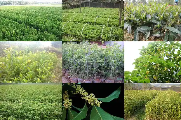 八月桂花树什么时候种植最好活1688948338728