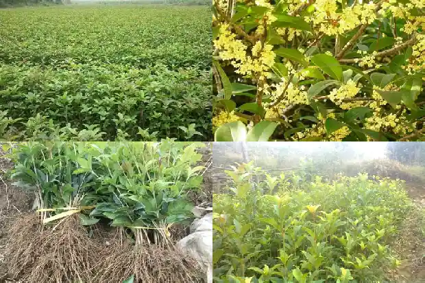 什么季节可以修剪整个桂花树蒄子呢1681960002858
