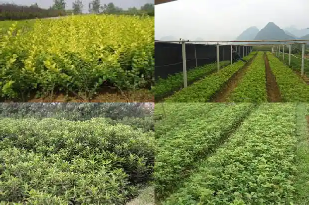桂花树在什么季节修剪?1681960035474