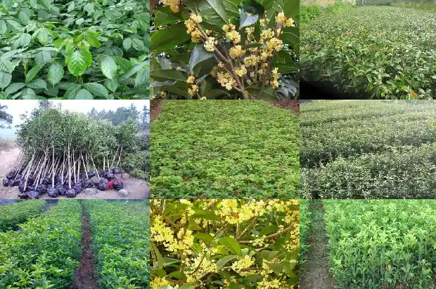 桂花树在什么季节修剪?1681960035521