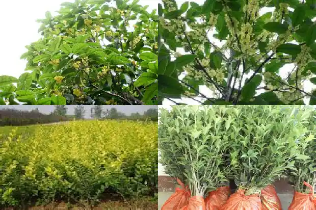 桂花树在什么时间修剪1681960066109
