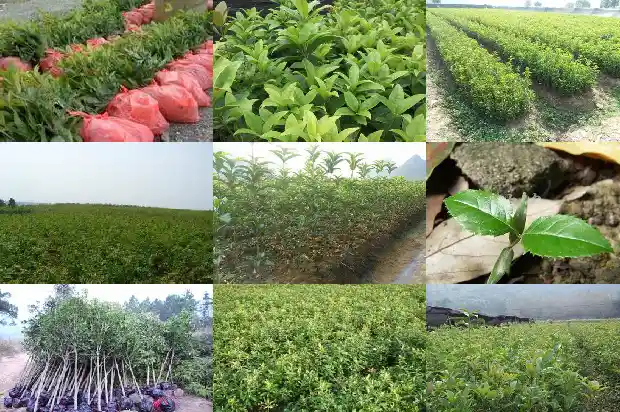 桂花树可以修剪造型吗1681960097820