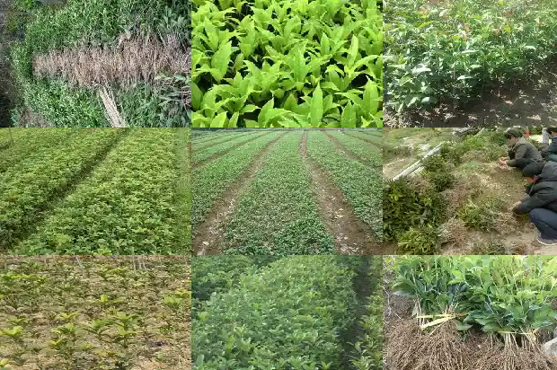 北方修剪桂花树的最佳时间是1681960123503