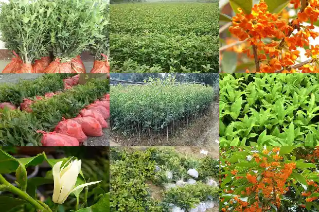 桂花树什么时候适合修剪1681960178304