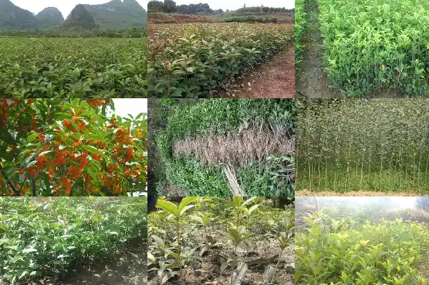桂花树什么时候适合修剪1681960178352