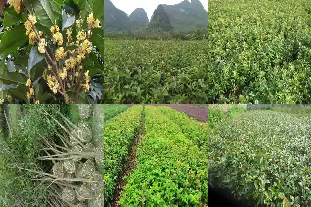 桂花树什么时候适合修剪1681960178400