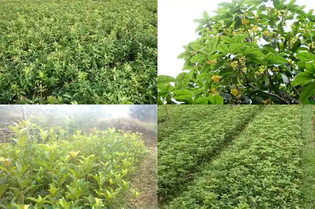 桂花树接枝月季好吗1688948663825