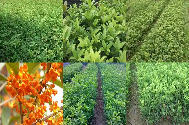 哪种桂花树开花时间长花最香1681960214348