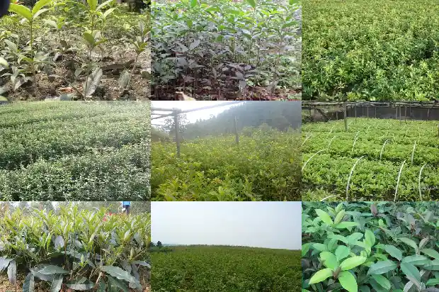 哪种桂花树开花时间长花最香1681960214395